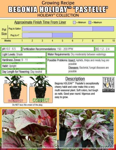 Begonia HOLIDAY™ 'Pastelle' - Growing Recipe