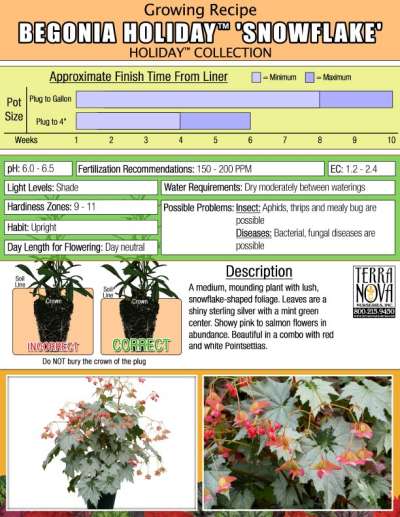 Begonia HOLIDAY™ 'Snowflake' - Growing Recipe