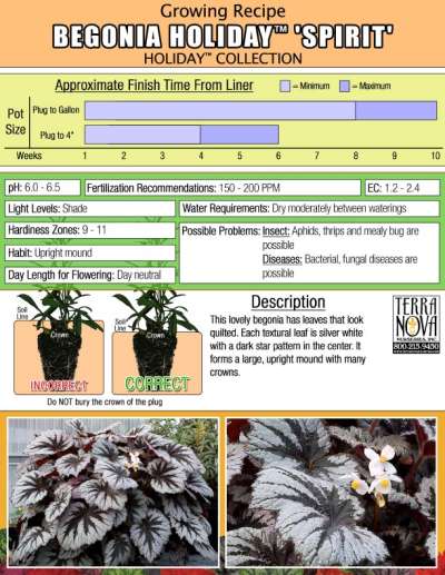Begonia HOLIDAY™ 'Spirit' - Growing Recipe