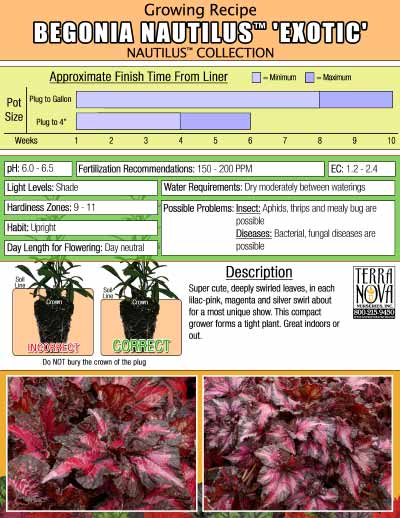Begonia NAUTILUS™ 'Exotic' - Growing Recipe
