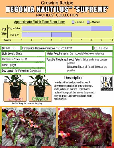 Begonia NAUTILUS™ Supreme - Growing Recipe