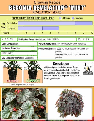 Begonia REVELATION® 'Mint' - Growing Recipe