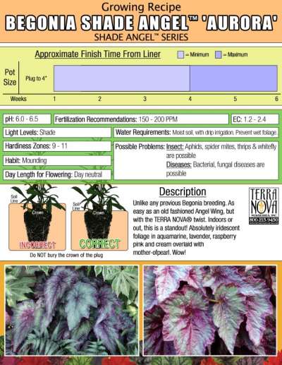 Begonia SHADE ANGEL™ 'Aurora' - Growing Recipe