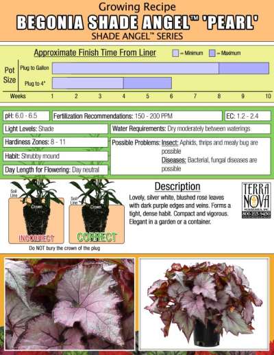 Begonia SHADE ANGEL™ 'Pearl' - Growing Recipe