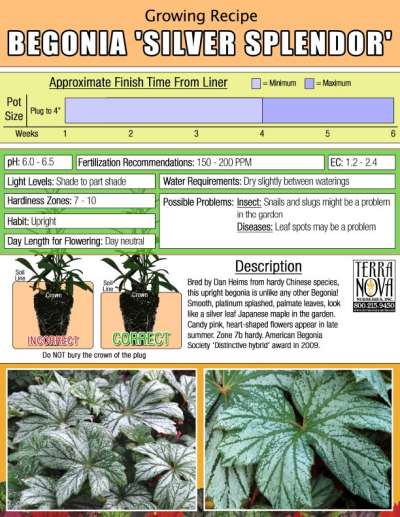 Begonia 'Silver Splendor' - Growing Recipe