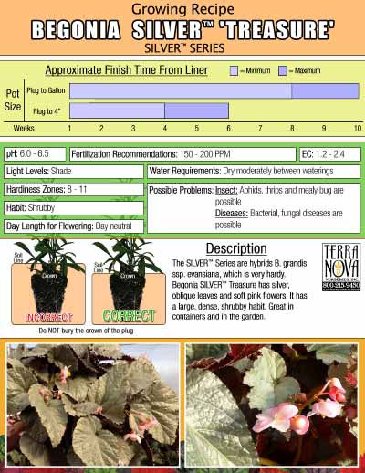 Begonia SILVER™ 'Treasure' - Growing Recipe