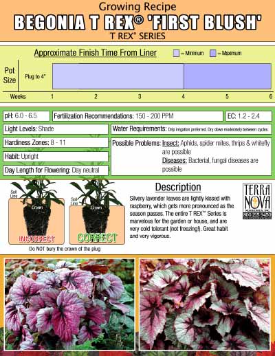 Begonia T-REX™ 'First Blush' - Growing Recipe