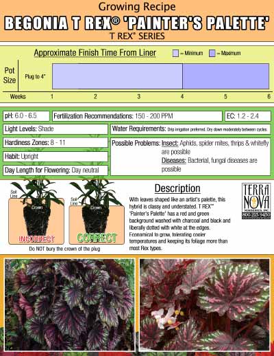 Begonia T-REX® 'Painter's Palette' - Growing Recipe