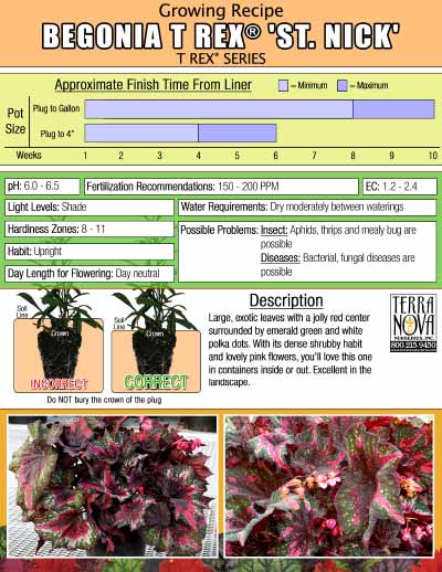Begonia T REX® 'St. Nick' - Growing Recipe