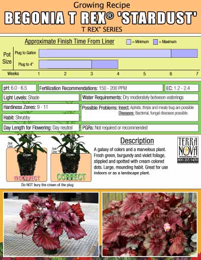 Begonia T REX® 'Stardust' - Growing Recipe