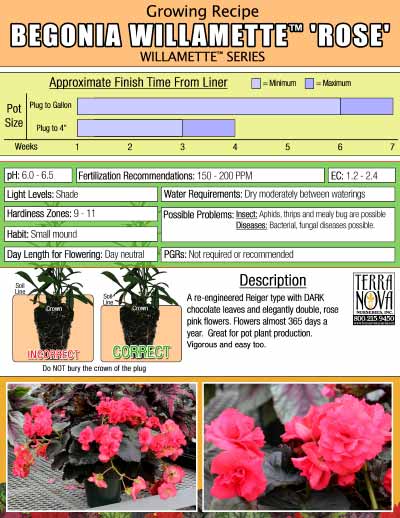 Begonia WILLAMETTE™ Rose - Growing Recipe