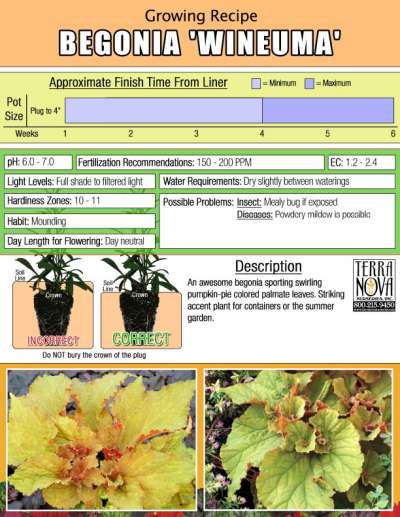Begonia 'Wineuma' - Growing Recipe