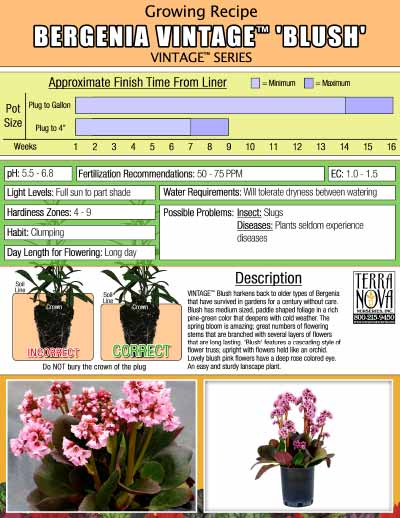 Bergenia VINTAGE™ 'Blush' - Growing Recipe