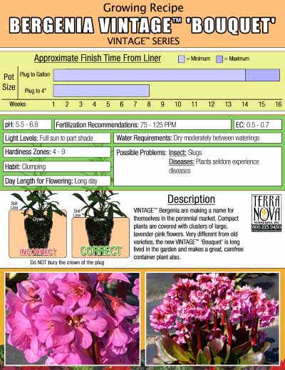 Bergenia VINTAGE™ 'Bouquet' - Growing Recipe