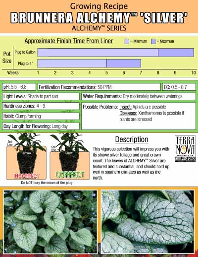 Brunnera ALCHEMY™ 'Silver' - Growing Recipe