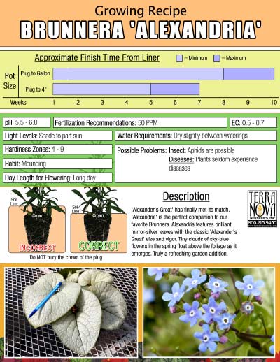 Brunnera 'Alexandria' - Growing Recipe