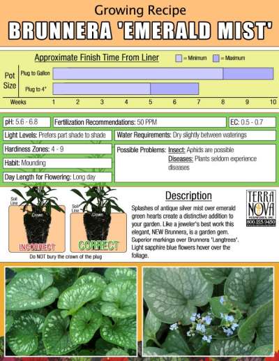 Brunnera 'Emerald Mist' - Growing Recipe