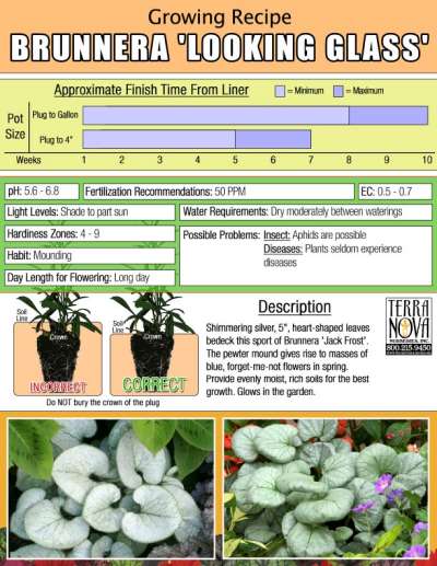 Brunnera 'Looking Glass' - Growing Recipe