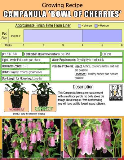 Campanula 'Bow Of Cherries' - Growing Recipe