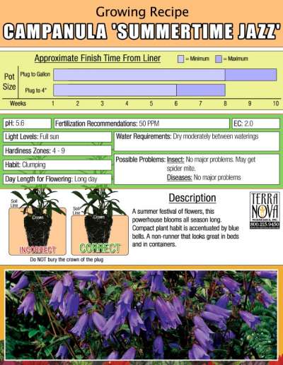 Campanula 'Summertime Jazz' - Growing Recipe