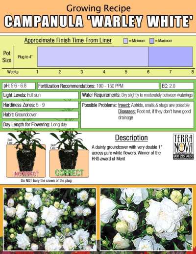 Campanula 'Warley White' - Growing Recipe