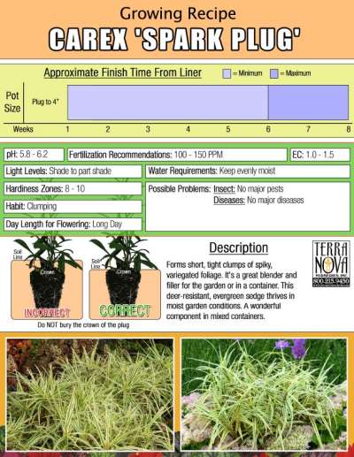Carex 'Spark Plug' - Growing Recipe