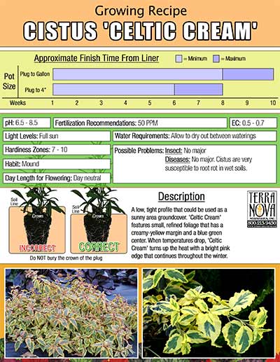 Cistus 'Celtic Cream' - Growing Recipe