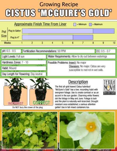 Cistus 'McGuire's Gold' - Growing Recipe