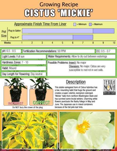 Cistus 'Mickie' - Growing Recipe