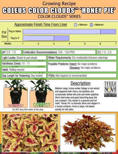 Coleus COLOR CLOUDS™ 'Honey Pie' - Growing Recipe