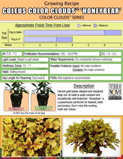 Coleus COLOR CLOUDS™ 'Honeybear' - Growing Recipe