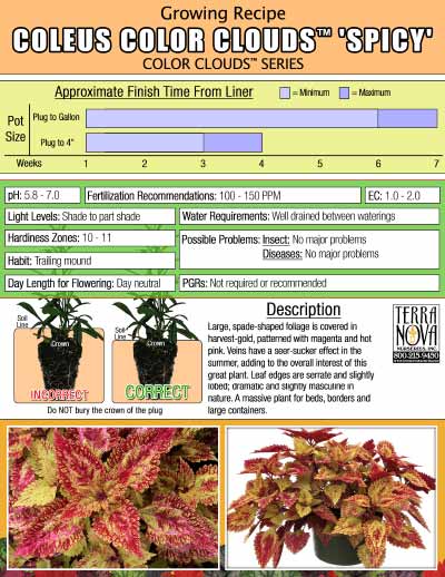 Coleus COLOR CLOUDS™ 'Spicy' - Growing Recipe