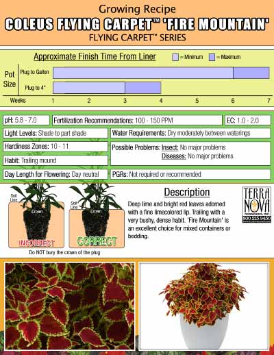 Coleus FLYING CARPET™ 'Fire Mountain' - Growing Recipe