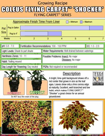 Coleus FLYING CARPET™ 'Shocker' - Growing Recipe