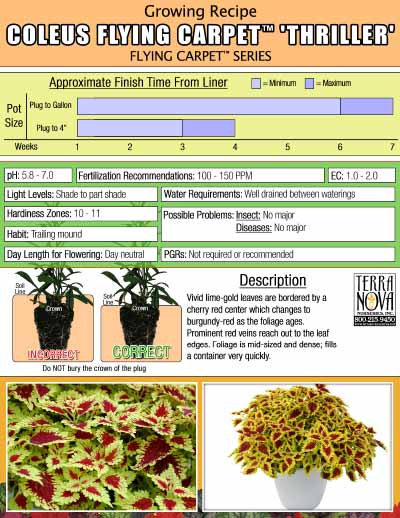 Coleus FLYING CARPET™ 'Thriller' - Growing Recipe