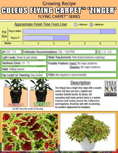 Coleus FLYING CARPET™ 'Zinger' - Growing Recipe