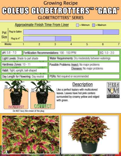 Coleus GLOBETROTTERS™ 'Gaga' - Growing Recipe