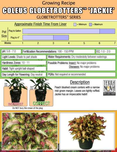 Coleus GLOBETROTTERS™ 'Jackie' - Growing Recipe