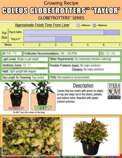 Coleus GLOBETROTTERS™ 'Taylor' - Growing Recipe