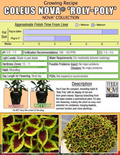 Coleus NOVA® 'Roly-Poly' - Growing Recipe