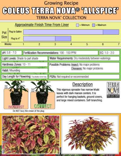 Coleus TERRA NOVA® 'Allspice' - Growing Recipe