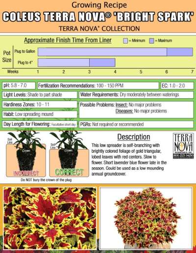 Coleus TERRA NOVA® 'Bright Spark' - Growing Recipe