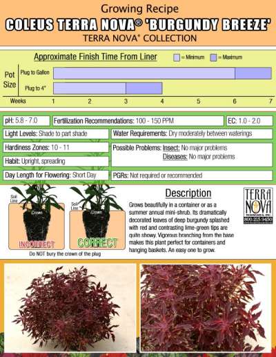 Coleus TERRA NOVA® 'Burgundy Breeze' - Growing Recipe