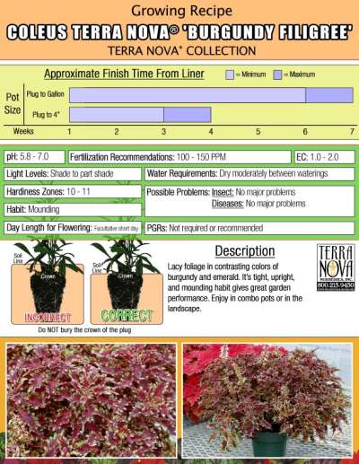 Coleus TERRA NOVA® 'Burgundy Filigree' - Growing Recipe