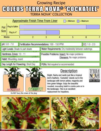 Coleus TERRA NOVA® 'Cockatiel' - Growing Recipe