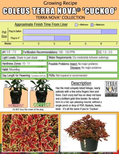 Coleus TERRA NOVA® 'Cuckoo' - Growing Recipe