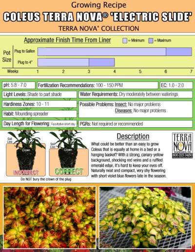 Coleus TERRA NOVA® 'Electric Slide' - Growing Recipe