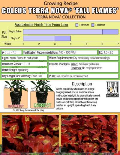 Coleus TERRA NOVA® 'Fall Flames' - Growing Recipe