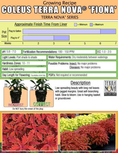 Coleus TERRA NOVA® 'Fiona' - Growing Recipe