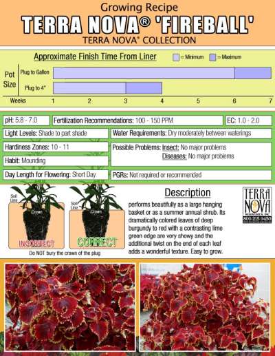 Coleus TERRA NOVA® 'Fireball' - Growing Recipe